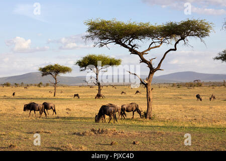 Masai Mara NATIONAL RESERVE, KENYA, AFRICA - Gnous paissant dans la Naboisho Conservancy avec acacia arbres et montagnes dans la lumière du soleil du soir Banque D'Images