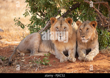 TSAVO EAST NATIONAL PARK, Kenya, Afrique - les lions de Tsavo reposant à l'ombre d'un buisson dans la soirée Banque D'Images