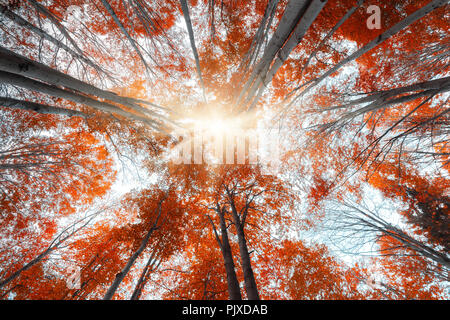 Vue vers le haut des arbres d'automne en forêt Banque D'Images