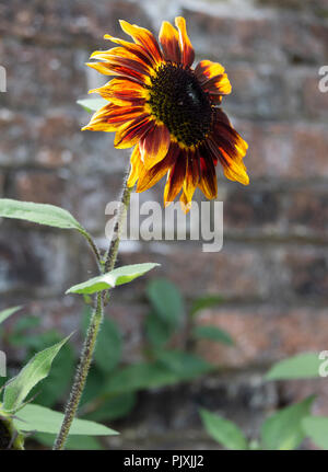 Un beau tournesol rouge et jaune dans un jardin clos à Cockermouth Cumbria Angleterre Royaume-Uni Banque D'Images