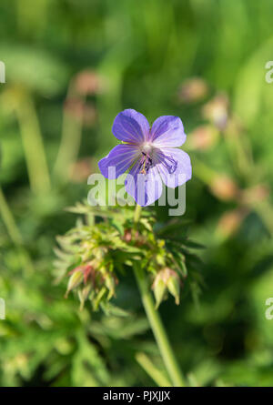 Une fleur de Cranesbill à une seule ombre bleue dans un jardin à Cockermouth Cumbria Angleterre Royaume-Uni Banque D'Images