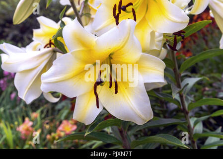 Les jardins Butchart , Brentwood Bay, British Columbia, Canada Banque D'Images