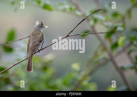 Yellow-bellied Elaenia Elaenia flavogaster () au Costa Rica Banque D'Images