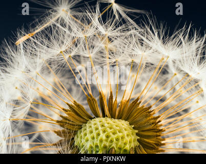 Taxaxacum pissenlit officinal en tête des semences closeup Banque D'Images