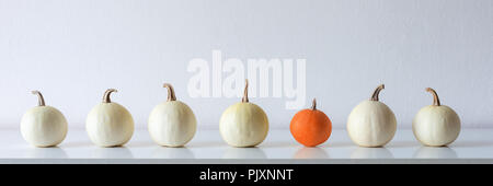 Joyeux Thanksgiving Arrière-plan. Sélection de diverses citrouilles sur plateau blanc contre mur blanc. Décoration de la chambre saison moderne. Pumpkins bannière. Mini Banque D'Images