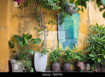 Les plantes tropicales dans les pots de fleurs Banque D'Images