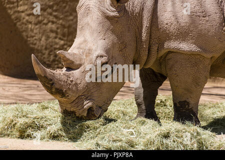 Rhinocéros blanc du sud au Zoo de Phoenix Banque D'Images