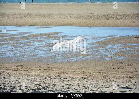 Plage de sable sur les mouches Gull Banque D'Images