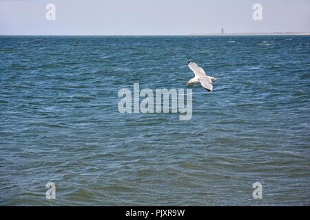 Sur la mer mouette vole avec ciel bleu Banque D'Images