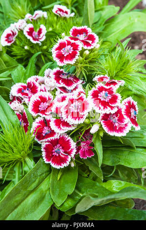 Dianthus Barbarini F1 Red Picotee avec arrière-plan de la feuille verte. Nom commun Sweet William. Banque D'Images