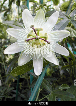 Passiflora Emily Mackenzie. Fleur blanche en gros plan montrant le détail de la stigmatisation et de l'étamine. Banque D'Images
