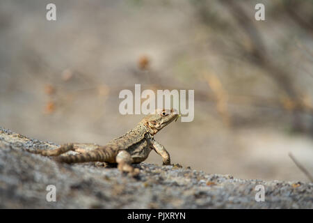 Un lézard bien camouflé en pause bloqué sur un rocher calcaire dans un climat chaud. Banque D'Images