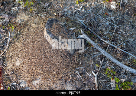 Une petite fourmilière dans la forêt de feuillus. Un monticule dans lequel les fourmis vivent. Saison de l'été. Banque D'Images