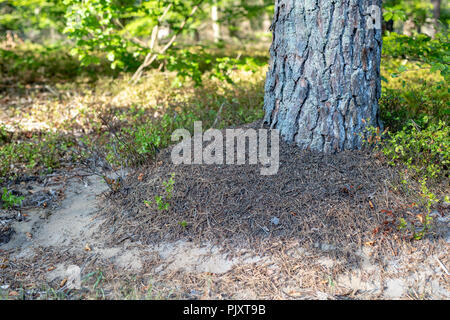 Une petite fourmilière dans la forêt de feuillus. Un monticule dans lequel les fourmis vivent. Saison de l'été. Banque D'Images