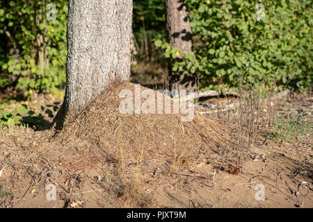 Une petite fourmilière dans la forêt de feuillus. Un monticule dans lequel les fourmis vivent. Saison de l'été. Banque D'Images