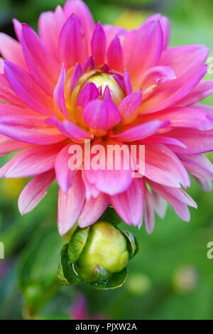 Frontière rose vif et Bud fleur Dahlia Banque D'Images