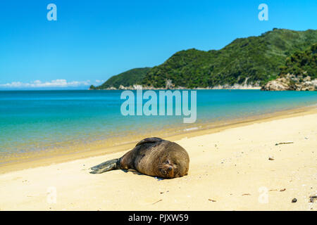 Joint sur une plage tropicale avec de l'eau turquoise et de sable blanc au parc national abel tasman, Nouvelle-Zélande Banque D'Images