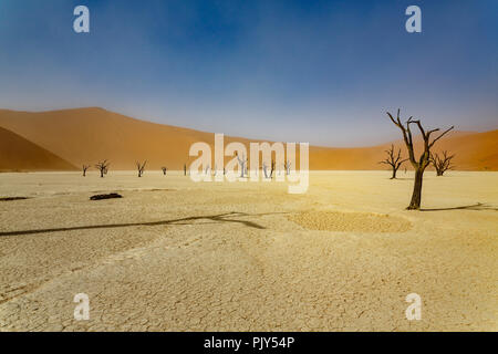 Acacia arbres morts dans la région de Sossusvlei, désert du Namib. Banque D'Images