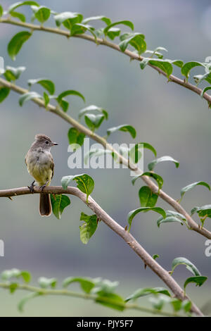 Yellow-bellied Elaenia Elaenia flavogaster () au Costa Rica Banque D'Images