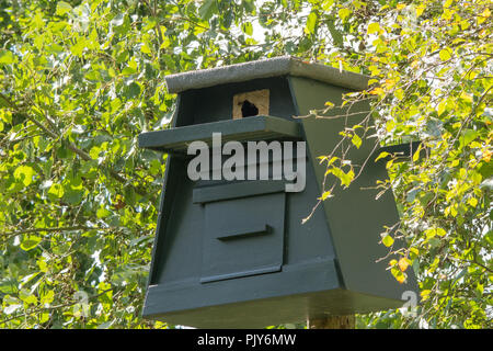 Hornet niche dans un grand oiseau fort Banque D'Images