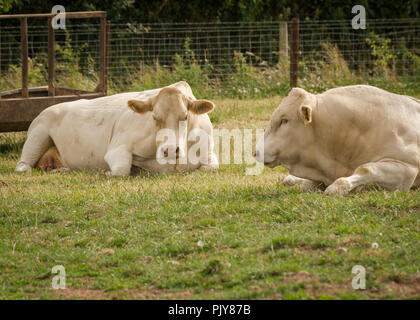 Deux vaches charolaises couché ensemble à l'après-midi d'été Banque D'Images