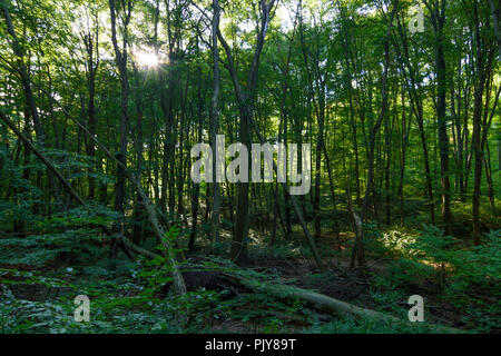 Wien, Vienne : forêt naturelle, des hêtres, des arbres tombés, réserve intégrale, 16. Ottakring, Wien, Autriche Banque D'Images