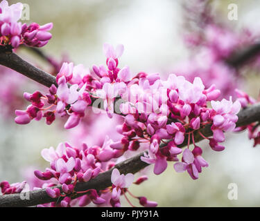 La macro de fleurs roses et mauves de l'Est (Redbud Cercis canadensis) Banque D'Images