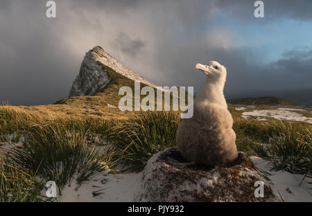 Un albatros hurleur chick (Diomedia exulans) assis dans son nid sur l'île Bird, Géorgie du Sud, avec le soleil du soir d'allumer les collines behin Banque D'Images