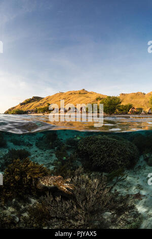 Broadclub adultes la seiche, Sepia latimanus, la moitié au-dessus et au-dessous de la moitié sur le récif à Sebayur Island, la mer de Flores, en Indonésie Banque D'Images