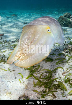 Un broadclub adultes la seiche, Sepia latimanus, sur l'île de Sable à Sebayur, la mer de Flores, en Indonésie Banque D'Images