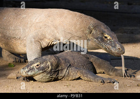 Des profils de Komodo, Varanus komodoensis, 'Smelling' autres dragon avec sa langue sur Rinca Island, la mer de Flores, en Indonésie Banque D'Images