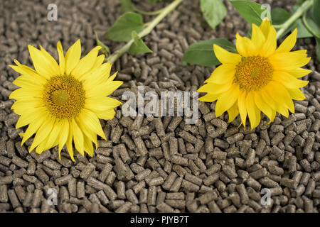 Deux synwlowers et Pellet fait de plants de tournesol Banque D'Images