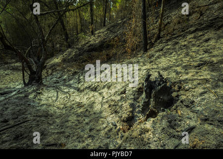 Les troncs des arbres brûlés et de vapeur, avec de la cendre sur le sol de la forêt Banque D'Images