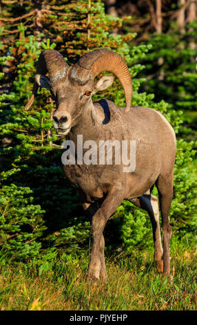 Rocky Mountain Big Horn Sheep (Ovis canadensis) broute dans le pré le long du sentier du lac caché dans la région du col de Logan le parc national des Glaciers. Banque D'Images