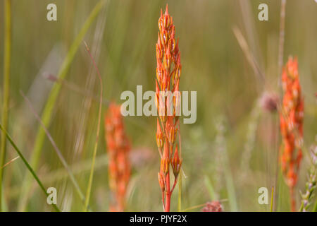 Bog Asphodel, Narthecium ossifragum, seedhead, Août, Monmouthshire, Wales, UK Banque D'Images