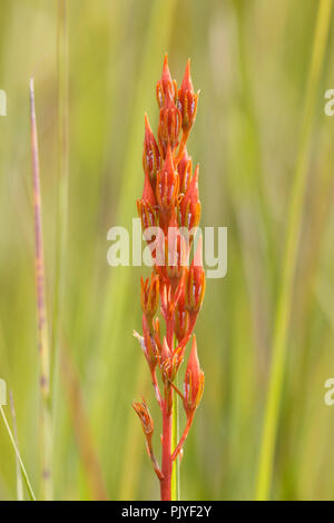 Bog Asphodel, Narthecium ossifragum, seedhead, Août, Monmouthshire, Wales, UK Banque D'Images