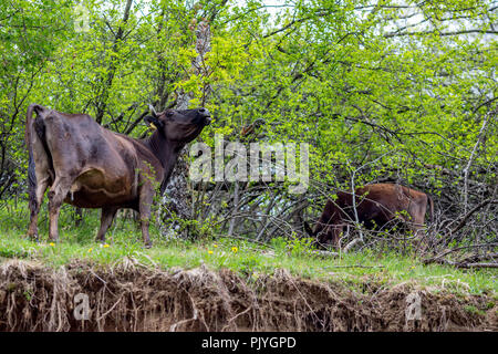 De couleur marron et noir de mâcher les feuilles des arbres forestiers ox recherche pour le danger, Rhodopes, Bulgarie Banque D'Images