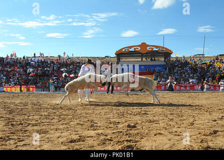 Zhangjiak Zhangjiak, Chine. 10 Sep, 2018. Zhangjiakou, CHINE-les combats de chèvre est tenue à Zhangjiakou, Chine du Nord, Province de Hebei. Crédit : SIPA Asie/ZUMA/Alamy Fil Live News Banque D'Images