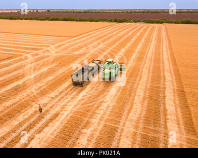 Une journée d'été dans le domaine. La récolte des céréales. La moissonneuse-batteuse décharge le grain récolté dans le corps du chariot. Vue aérienne Banque D'Images