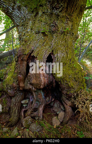 Vieux arbres creux noueux avec des marques comme un visage creepy Banque D'Images