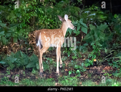 Une faon de Virginie, Odocoileus virginianus, pas dans l'ombre à crépuscule, montrant sa coloration tachetée immatures. Banque D'Images