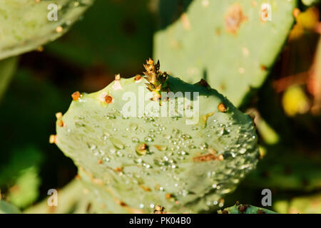 Indian fig opuntia close-up , plusieurs gouttes d'eau sur un petit clavier numérique , l'usine est aussi appelé cactus ,selective focus , Contraste , haute Banque D'Images
