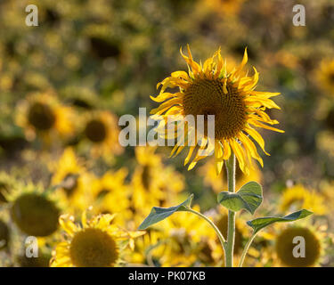 Close up de chefs dans les champs de tournesol Banque D'Images