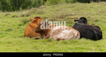 Trois vaches couché ensemble dans le groupe dans le champ Banque D'Images