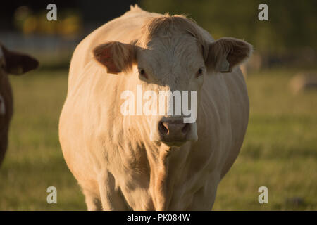 Vache charolaise dans le champ Vue portrait Banque D'Images