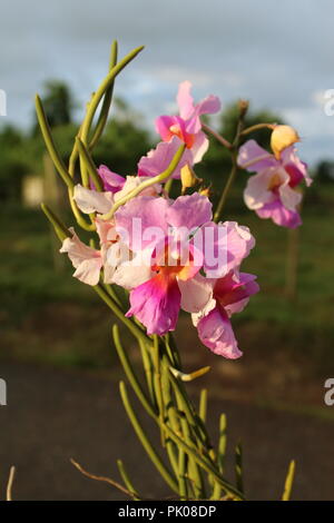 Orchidées des Philippines Banque D'Images