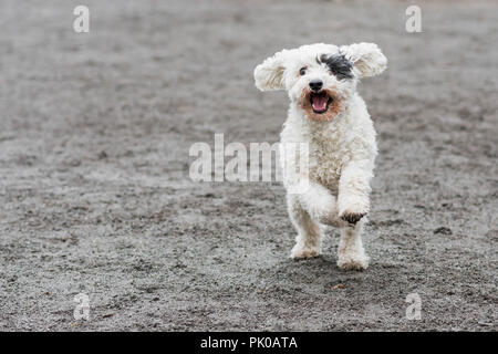 Chiot Elevage Du Normont Eleveur De Chiens Jack Russell