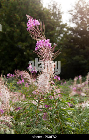 Rosebay Willowherb (Chamerion angustifolium) Banque D'Images