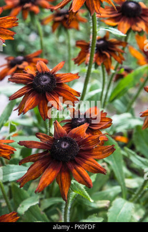 L'été des fleurs orange de l'Echibeckia Rudbecki vivace herbacée ou Summerina Orange dans un jardin. Banque D'Images