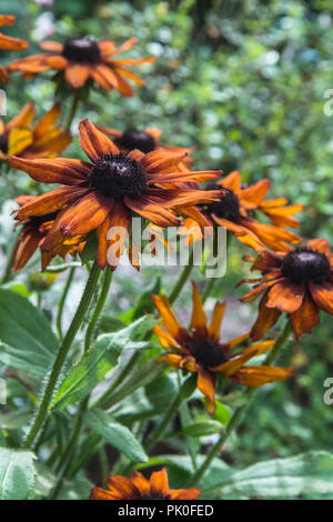 L'été des fleurs orange de l'Echibeckia Rudbecki vivace herbacée ou Summerina Orange dans un jardin. Banque D'Images